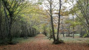 Parc allée cavalière automne Château de Balzac Charente